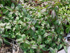 �Ԍs���L�юn�߂�i�S�f�`�A�j