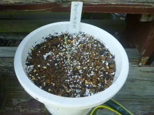 �t�炫�n�O���W�I���X�̐A���t��