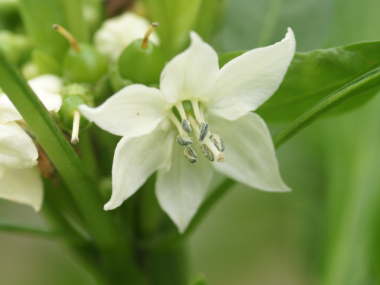 �����ԁi�Ϗܗp�g�E�K���V�j