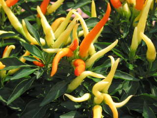 �Ϗܗp�g�E�K���V