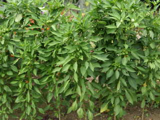 �Ϗܗp�g�E�K���V�i�����j