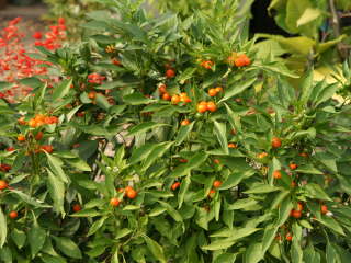 �Ϗܗp�g�E�K���V�i�F�Â������j