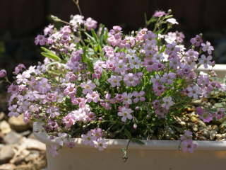 �M�v�\�t�B���E���y���X