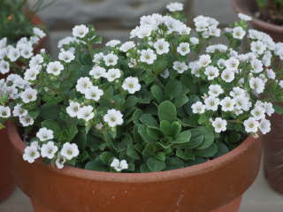 �I�m�G�}���e�}