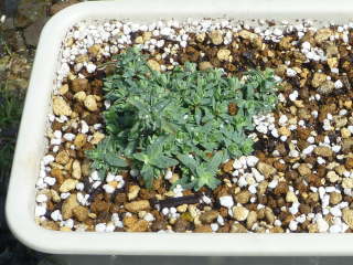 �M�v�\�t�B���E���y���X�̐A���t��