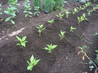 庭の植え付け(ケイトウ)
