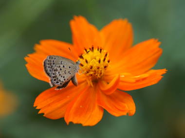 �L�o�i�R�X���X