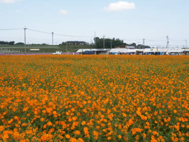 �L�o�i�R�X���X