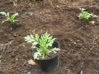 �|�b�g�c�̐A���t���i�L�o�i�R�X���X�j