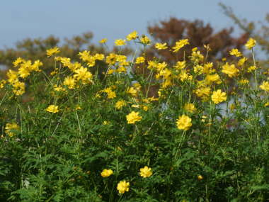 �Ԓd�ɐA����ꂽ������i�L�o�i�R�X���X�j