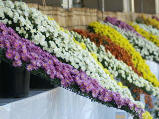 小菊(懸崖作り)