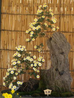 小菊(木付け盆栽)