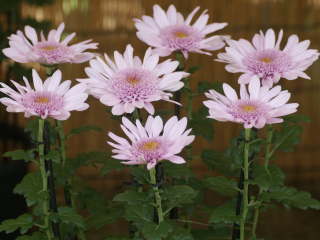 古典菊(丁字菊)