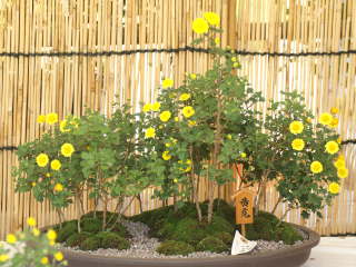 小菊(筏吹き盆栽)