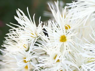 古典菊(嵯峨菊)