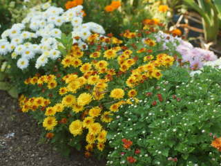 ポットマムの庭植え