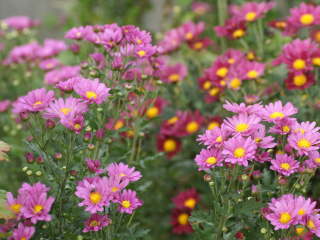 秋の開花(キク)