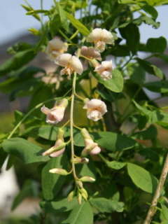 ���u���m�L�e�B�X�X �f�A�_�~�[�f