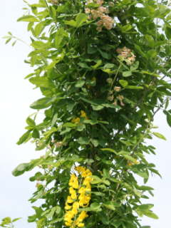 ���u���m�L�e�B�X�X �f�A�_�~�[�f