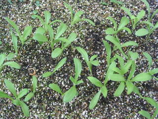 種まき2週間後(キンセンカ)