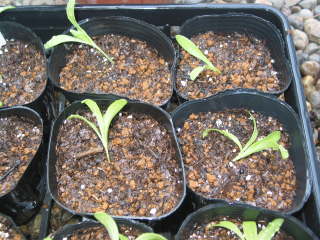 ポットへ仮植え(キンセンカ)