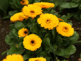 中心が黒い八重咲きの矮性(キンセンカ)