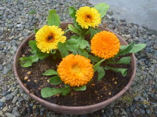 鉢への植え付け後(キンセンカ)