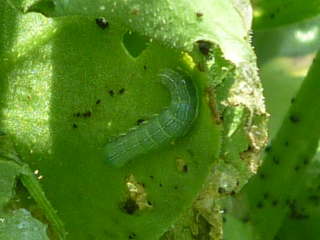 若く青いヨトウムシ