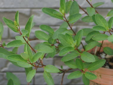 �L���g���m�I�̗t