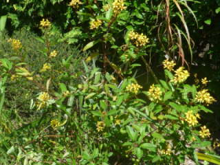 ��A���̃L���g���m�I