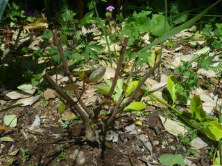 ��������؂�߂��i�L���g���m�I�j