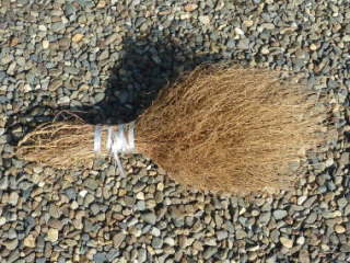 �R�L�A�ō�����z�E�L