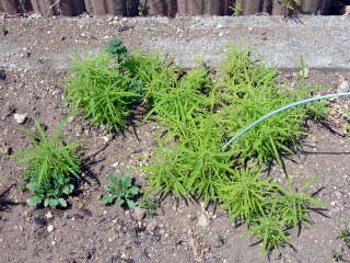 ���ڂ��i�R�L�A�j