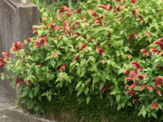 庭植えのコエビソウ