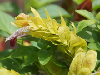 イエロークイーン(コエビソウ)