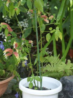 支柱立て(コエビソウ)