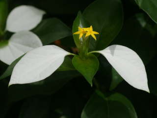 ���b�T�G���_�E�p���E�B�t�������ӕ�