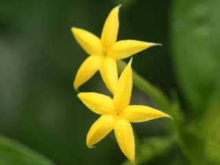 ���b�T�G���_�E�p���E�B�t�����̉�