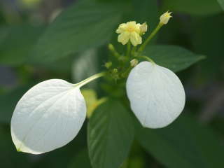 ���b�T�G���_�E���e�I�����ӕ�