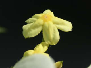 ���b�T�G���_�E���e�I���̉�