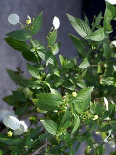 ���b�T�G���_�E���e�I��