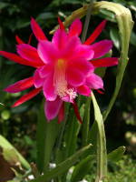 クジャクサボテンの開花