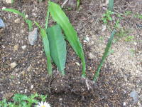 クジャクサボテンの定植