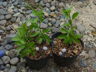 秋に挿し木した苗(クコ)