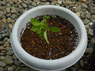 挿し木した苗の鉢上げと摘心(クコ)