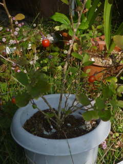 挿し木した苗の約半年後(クコ)