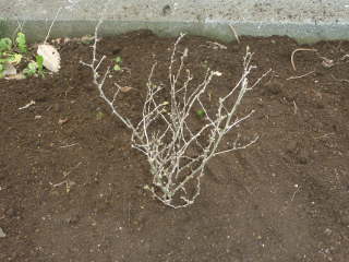 庭へ苗の植え付(クコ)