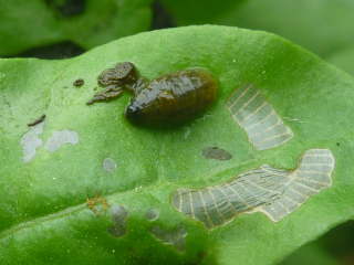 トホシクビホソハムシの幼虫