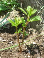 �t�ɐL�т��V��i�~�c�o�V���c�P�j