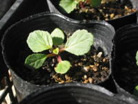 �|�b�g���������c�i�}���[�y�j